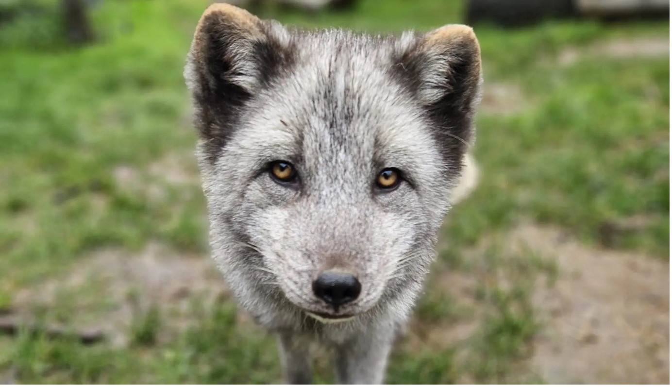 Fox